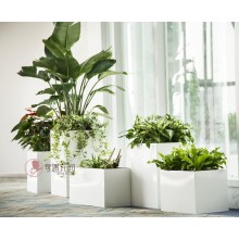 專注室內(nèi)綠植服務(wù)8年，綠植租賃，免費(fèi)養(yǎng)護(hù)，一站式商務(wù)空間